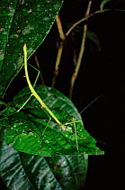 Stick insect feeding on leaf, Amazon rainforest, Ecuador