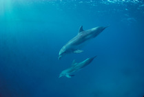 Bottlenose dolphin - mother with calf. Eilat, Red Sea Israel