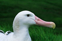 Wandering albatross head portrait, South Georgia (Diomedea exulans)
