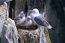 Kittiwake with two chicks at nest on cliff. (Rissa tridactyla) Scotland, Isle of May
