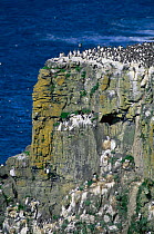 Guillemots and gulls nesting on cliffs, Rathlin Island, Northern Ireland