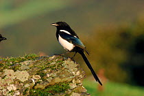 Magpie (Pica pica) perched on stone, Wales, UK.