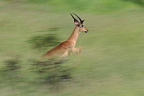 Male Impala running in Kruger National Park, South Africa. Impala can run at speeds of 50mph!