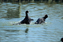 Coots fighting on water (Fulica atra) Sussex, UK.