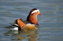 Mandarin duck on water (Aix galericulata) Sussex, UK