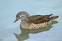 Female mandarin duck (Aix galericulata) on water