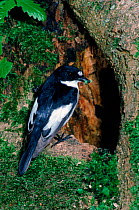 Male Pied flycatcher with food at nesthole in Oak tree, Wales.