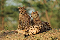 Cheetah with cubs, South Africa