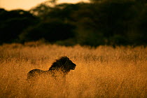 Male Lion in long grass, Okavango Delta, Botswana.