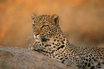 Female Leopard {Panthera pardus} resting on termite mound, Mala Mala Game Reserve, South Africa