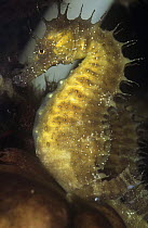 Maned Seahorse {Hippocampus ramulosus} captive
