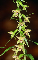 Orchid (Epipactis leptochila neglecta) Germany.