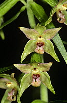 Orchid (Epipactis leptochila neglecta) Germany.
