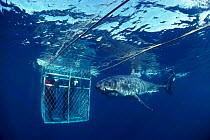 Great white shark approaches divers in cage. S. Australia (Carcharodon carcharias) Model released.