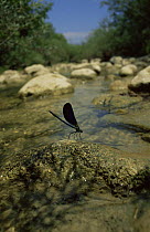 Beautiful demoiselle damselfly (Calopteryx virgo) on rock in stream, Southern France