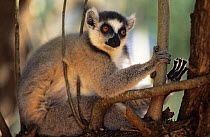Ring tailed lemur (Lemur catta) sitting in tree, Berenty Private Reserve, Madagascar
