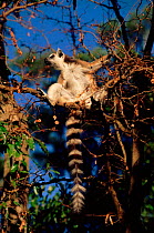 Ring tailed lemur (Lemur catta) calls in tree. Berenty Private Reserve, Madagascar