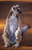Ring tailed lemur (Lemur catta) sitting on ground, Berenty Private Reserve, Madagascar