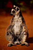 Ring tailed lemur (Lemur catta) sits on ground Berenty Private Reserve, Madagascar