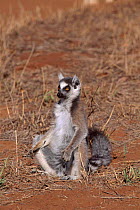 Ring tailed lemur (Lemur catta) sits on ground, Berenty Private Reserve, Madagascar