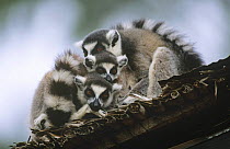 Ring tailed lemurs (Lemur catta) huddled together on roof, Berenty, Madagascar