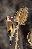 Goldfinch (Carduelis carduelis) feeding on teasel seed England