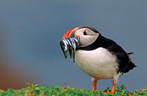 Puffin with sandeels. England