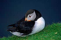 Puffin with head tucked in wing, Fair Isle, Scotland