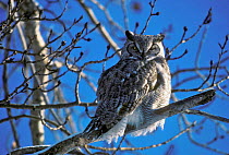 Great horned owl in tree (Bubo virginianus) Canada, Saskatchewa