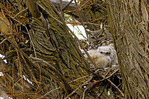 Great horned owl with chicks in nest (Bubo virginianus) Oregon