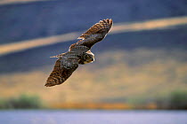 Great horned owl in flight (Bubo virginianus) Northwest territories, Canada.