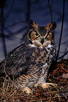 Great horned owl, USA