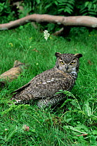 Great horned owl {Bubo virginianus} on grass, Captive.