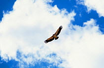 Martial eagle (Polemaetus bellicosus) soaring over the Kalahari, South Africa