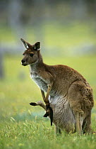 Western Grey Kangaroo {Macropus fuliginosus} mother with joey in pouch, Australia.