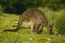 Western Grey Kangaroo {Macropus fuliginosus} mother with joey in pouch, Australia.