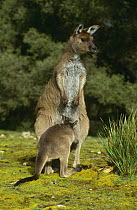 Western Grey Kangaroo {Macropus fuliginosus} joey pocking head into mother's pouch, Australia.
