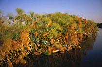 Papyrus (Cyperus papyrus) growing in the Okavango Delta, Botswana