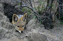 Juvenile Black backed jackal {Canis mesomelas} peering out of den, Mala Mala GR, Bushveld, South Africa