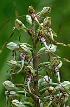 Lizard Orchid (Himantoglossum hircinium) Germany