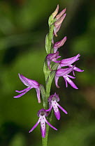 Orchid (Neottianthe cucullata) Poland