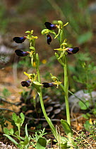 Orchid (Ophrys atlantica) southern Spain