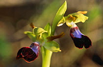 Orchid (Ophrys atlantica) southern Spain