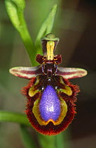 Mirror Orchid (Ophrys speculum speculum) southern Spain