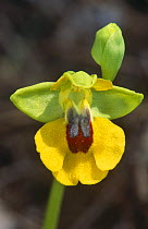 Yellow Ophyrs Orchid (Ophyrs lutea) Spain