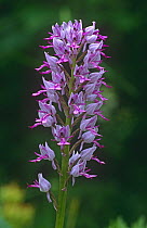 Military Orchid (Orchis militaris) Germany