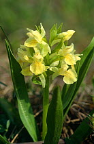 Pale Flowered Orchid (Orchis pallens) Germany