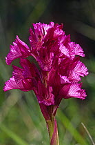 Pink Butterfly Orchid  (Anacamptis papilionacea) Spain