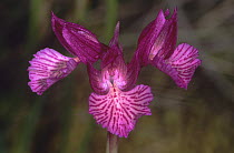 Pink butterfly orchid (Anacamptis papilionacea), Spain