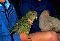 Transmitter change on female kakapo. Little Barrier Is. NZ Rarest, heaviest bird in world>> Pictures taken Sept 91 high on one of the volcanic mountains of the island. Nocturnal habit unusual for parr...